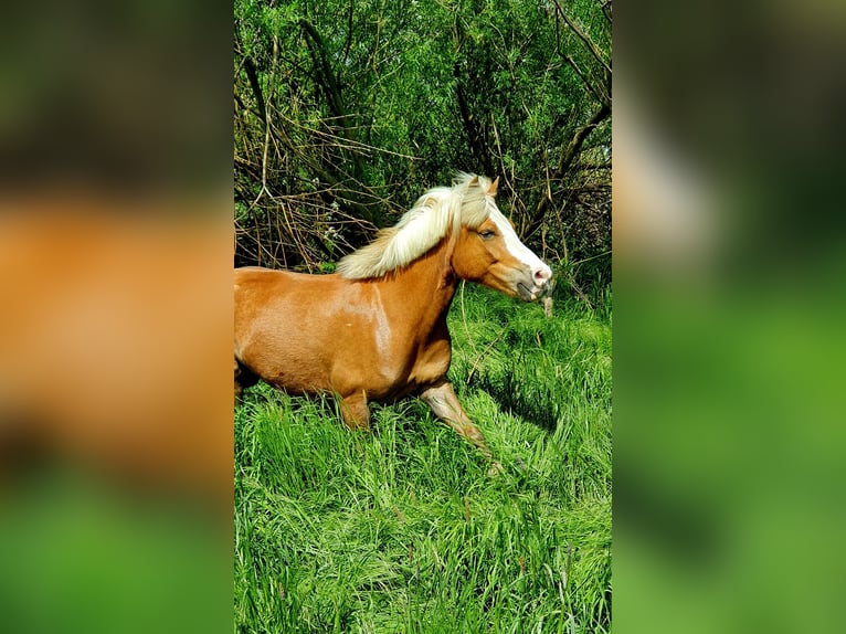 Galés B Mestizo Yegua 14 años 120 cm Alazán in Ahrensfelde Eiche