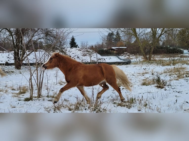 Galés B Mestizo Yegua 14 años 120 cm Alazán in Ahrensfelde Eiche
