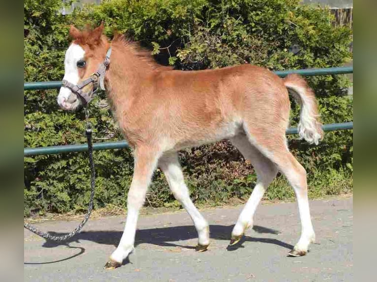 Galés B Yegua 14 años 122 cm Alazán in Herznerg