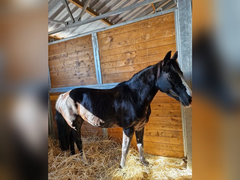 Galés B Yegua 14 años 133 cm Castaño oscuro in Rohovce