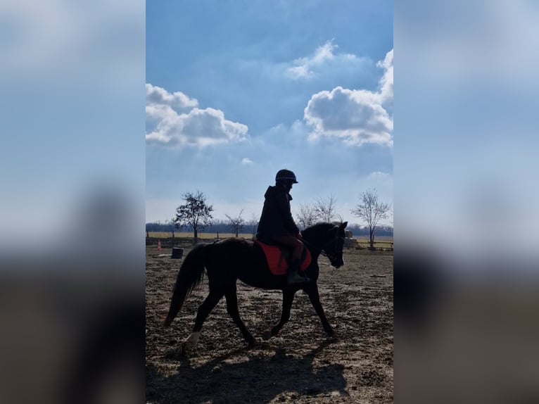 Galés B Yegua 14 años 133 cm Castaño oscuro in Rohovce
