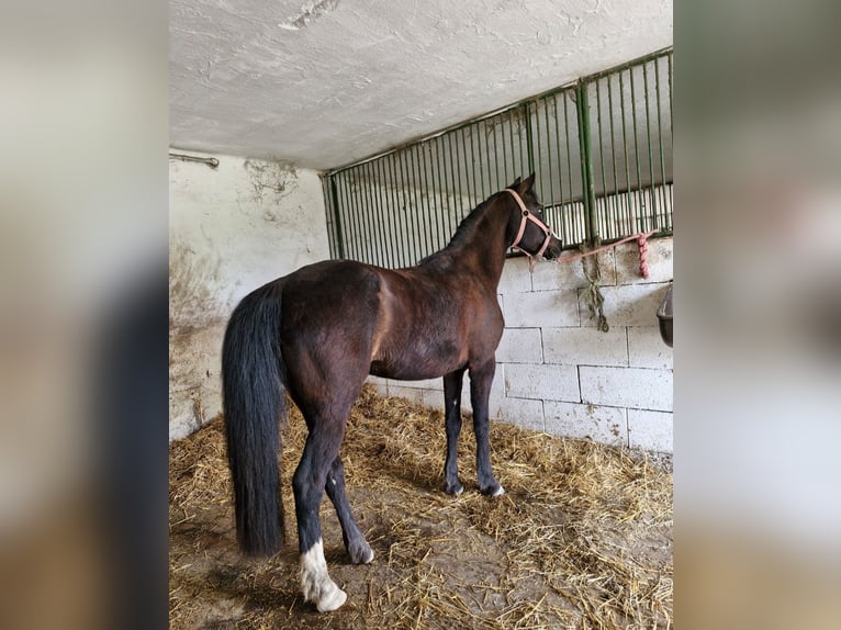 Galés B Yegua 14 años 133 cm Castaño oscuro in Rohovce