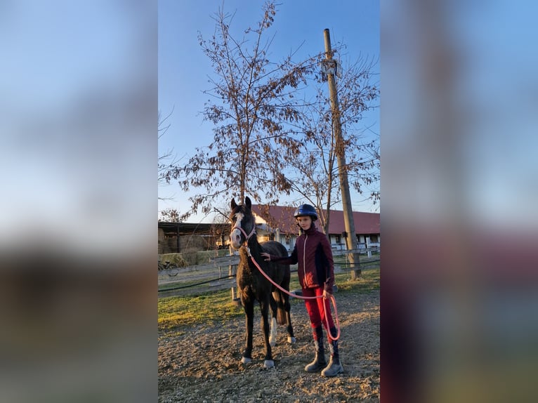 Galés B Yegua 14 años 133 cm Castaño oscuro in Rohovce