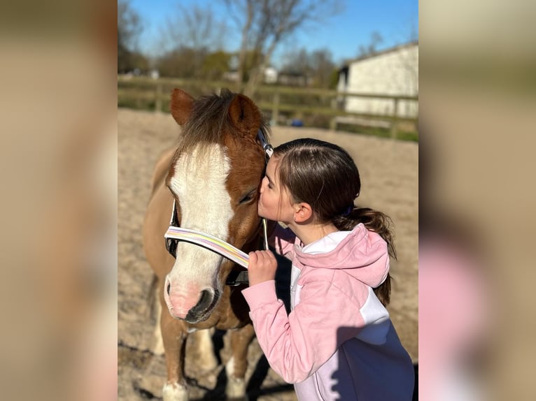 Galés B Yegua 15 años 123 cm Alazán-tostado in Nederland