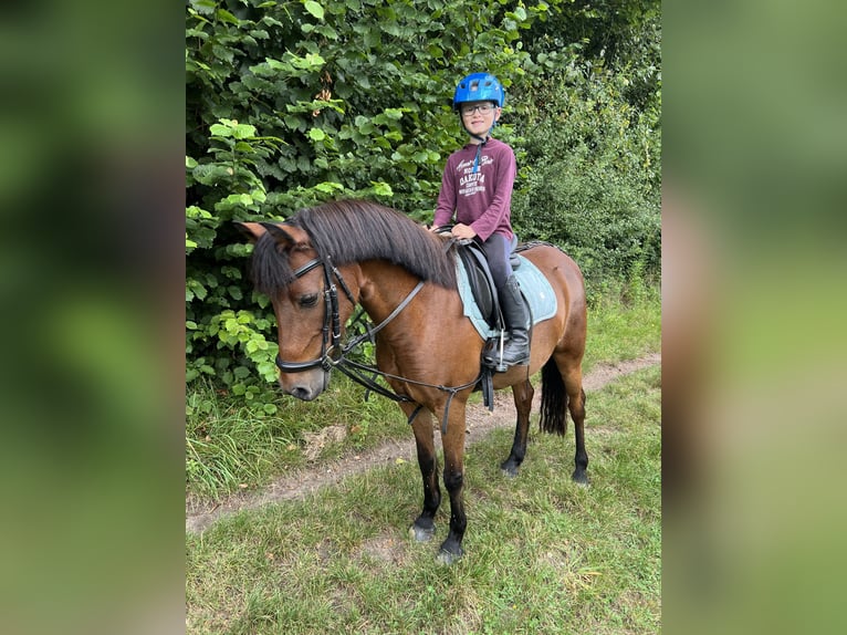 Galés B Mestizo Yegua 15 años 125 cm Castaño in Warendorf