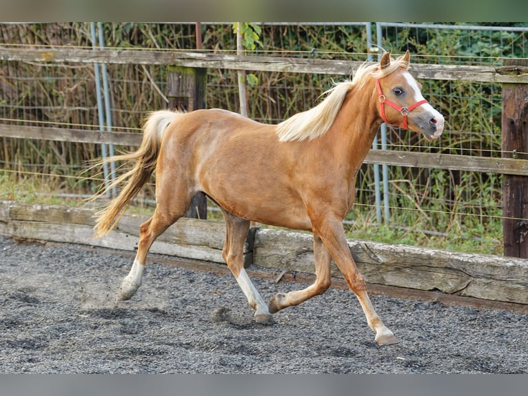 Galés B Yegua 15 años 133 cm Alazán in Meerbusch