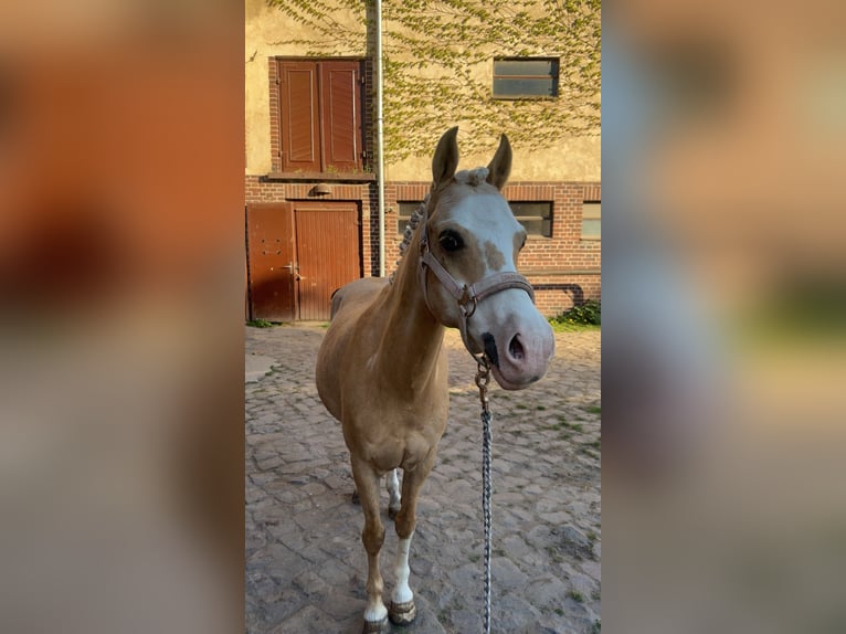 Galés B Yegua 15 años 134 cm Palomino in Haldensleben