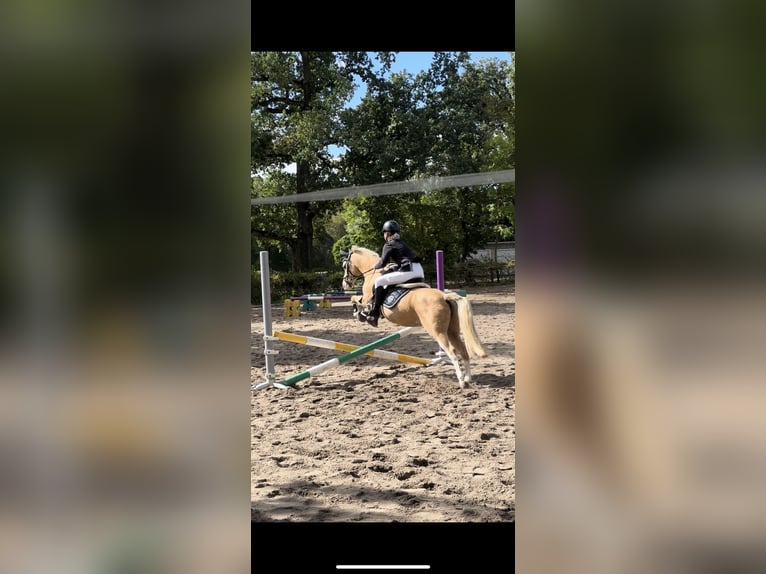 Galés B Yegua 15 años 134 cm Palomino in Haldensleben