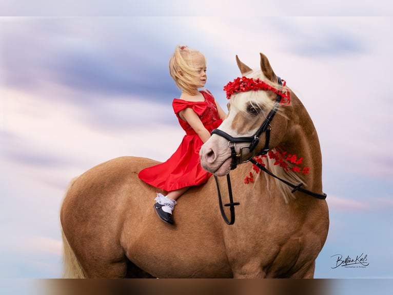 Galés B Yegua 15 años 134 cm Palomino in Haldensleben