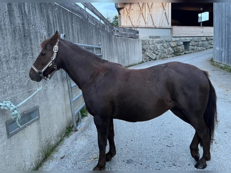 Galés B Yegua 15 años 140 cm in Abssm