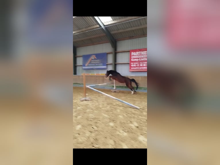 Galés B Yegua 16 años 128 cm Castaño in Rheurdt
