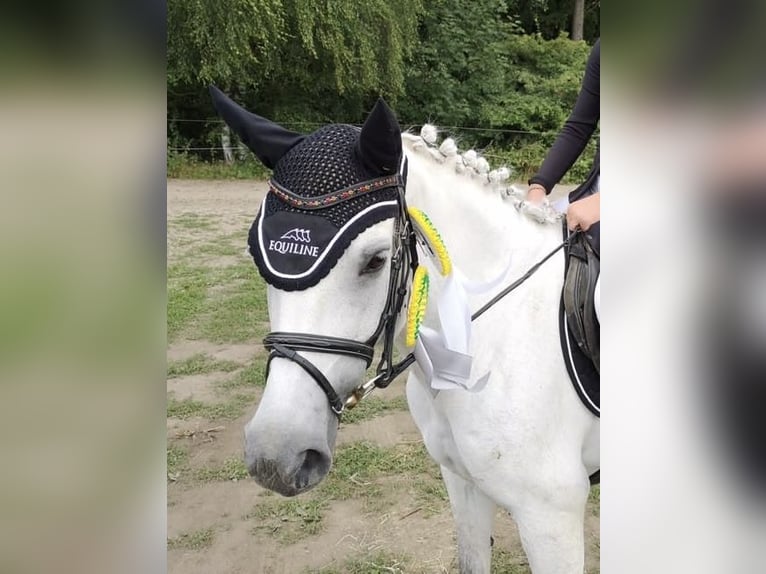 Galés B Yegua 16 años 145 cm Tordo in Aachen