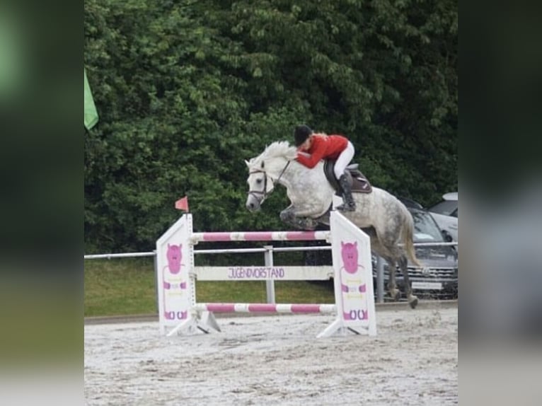 Galés B Yegua 16 años 145 cm Tordo in Aachen