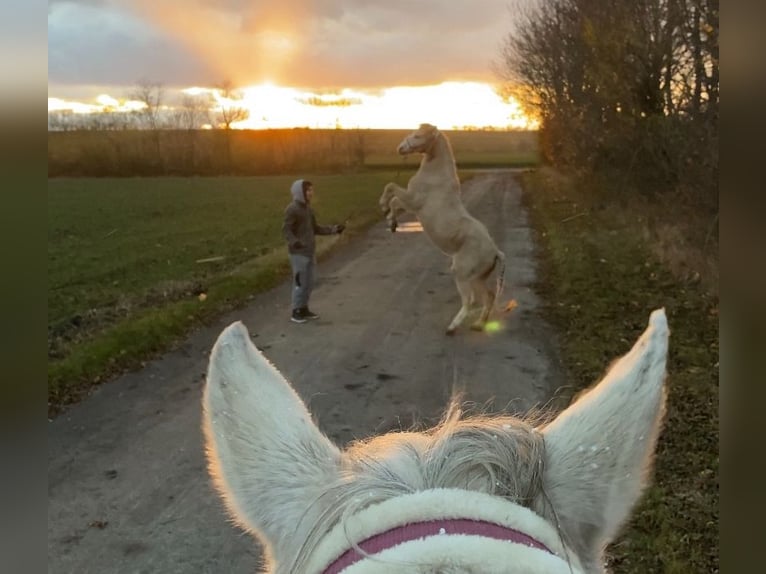 Galés B Yegua 17 años 125 cm Palomino in Gneixendorf