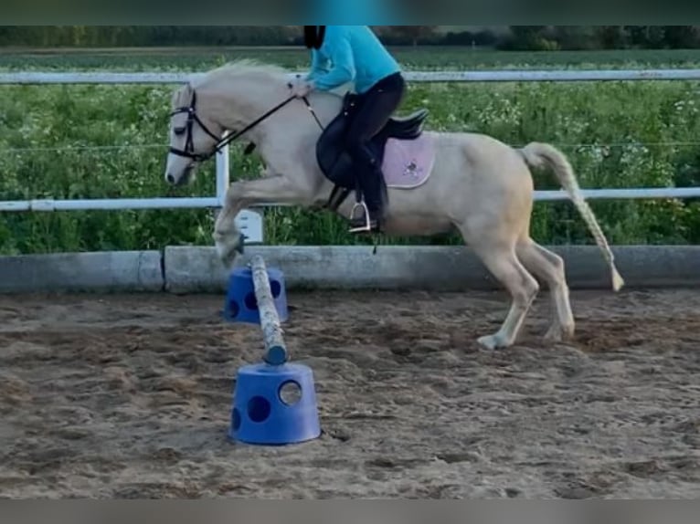 Galés B Yegua 17 años 125 cm Palomino in Obergrünbach