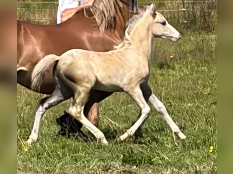 Galés B Yegua 19 años 132 cm Alazán in Großefehn Ostgroßefehn