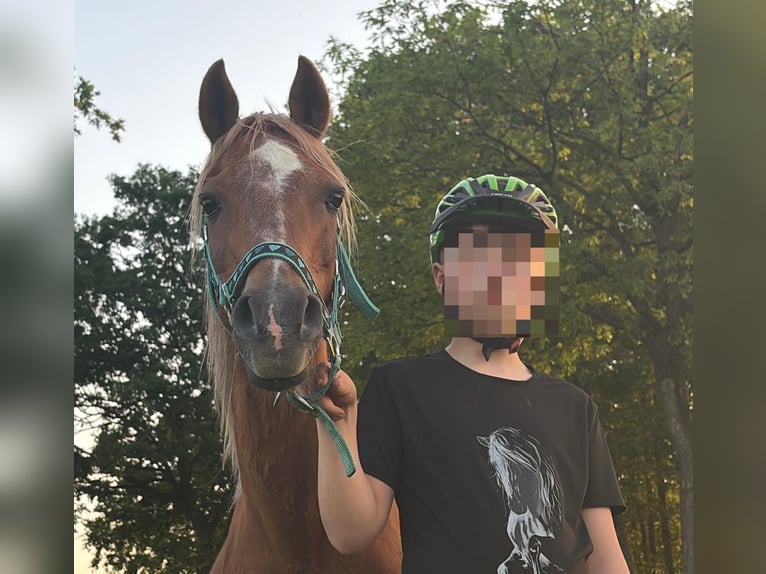 Galés B Yegua 19 años 132 cm Alazán in Großefehn Ostgroßefehn
