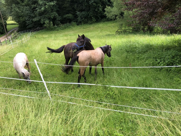 Galés B Yegua 1 año 120 cm Buckskin/Bayo in Alfdorf