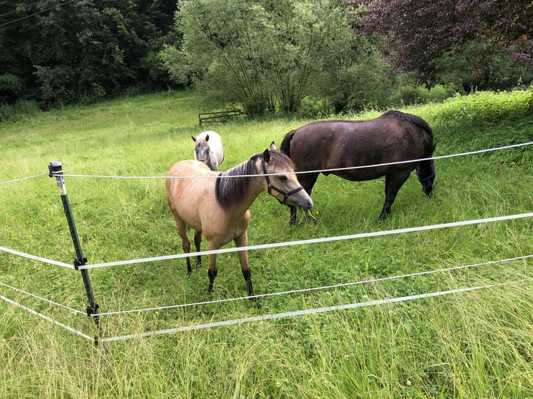 Galés B Yegua 1 año 120 cm Buckskin/Bayo in Alfdorf