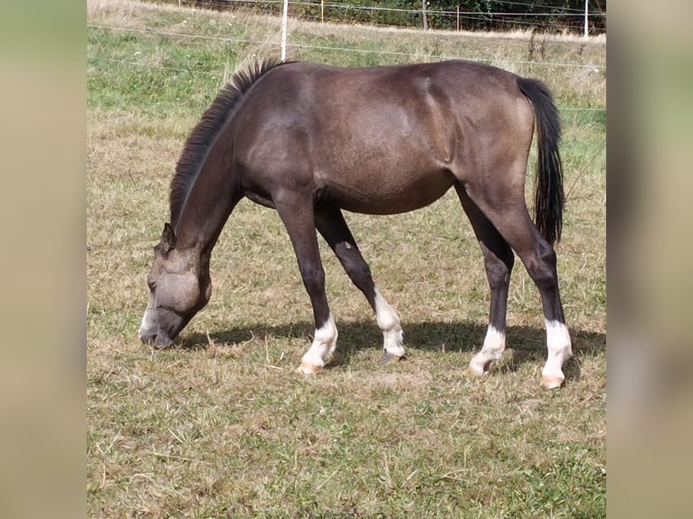 Galés B Yegua 1 año 130 cm Buckskin/Bayo in Niederalben