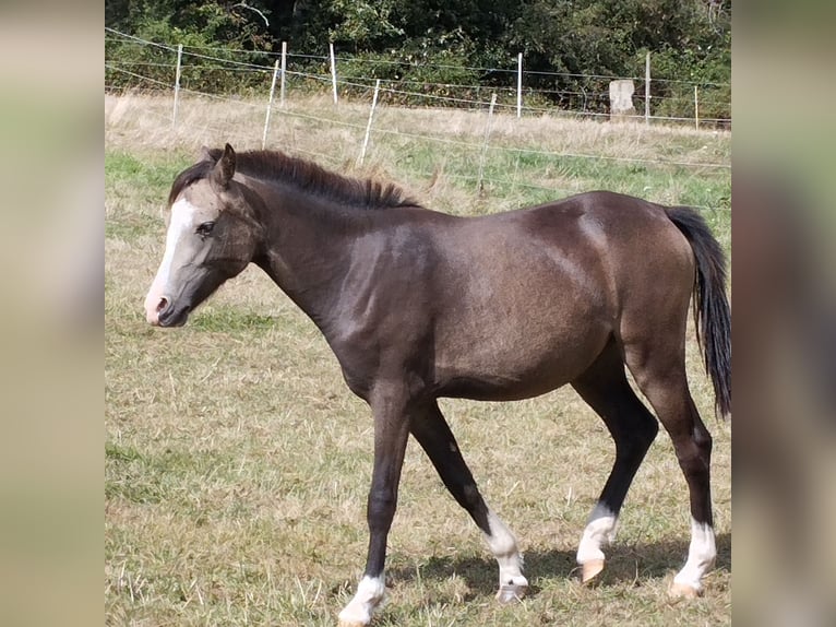 Galés B Yegua 1 año 130 cm Buckskin/Bayo in Niederalben