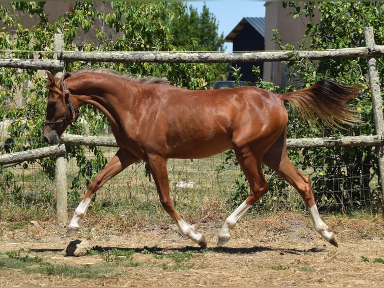 Galés B Yegua 1 año 132 cm Alazán in la chapelle bâton