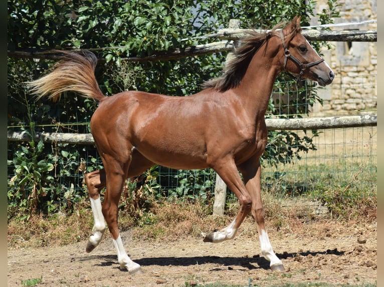 Galés B Yegua 1 año 132 cm Alazán in la chapelle bâton