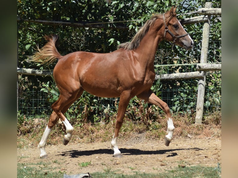 Galés B Yegua 1 año 132 cm Alazán in la chapelle bâton