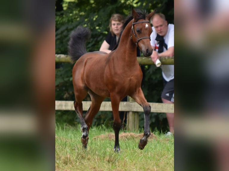 Galés B Yegua 1 año 134 cm Castaño oscuro in Rotenburg an der Fulda