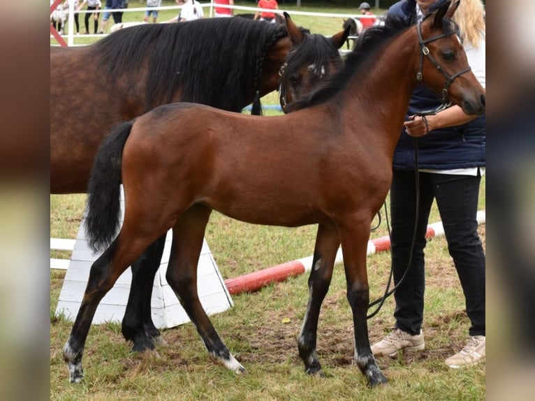 Galés B Yegua 1 año 134 cm Castaño oscuro in Rotenburg an der Fulda