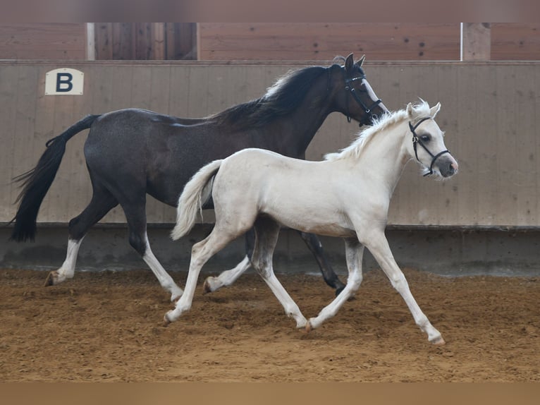 Galés B Yegua 1 año 135 cm Palomino in FierlingKremsmünster