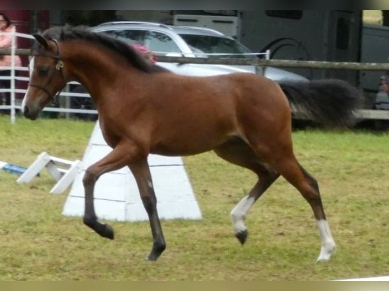 Galés B Yegua 1 año 136 cm Castaño oscuro in Rotenburg an der Fulda