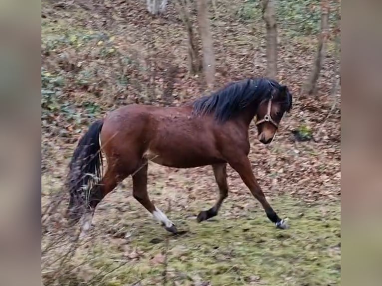 Galés B Yegua 1 año 136 cm Castaño oscuro in Rotenburg an der Fulda