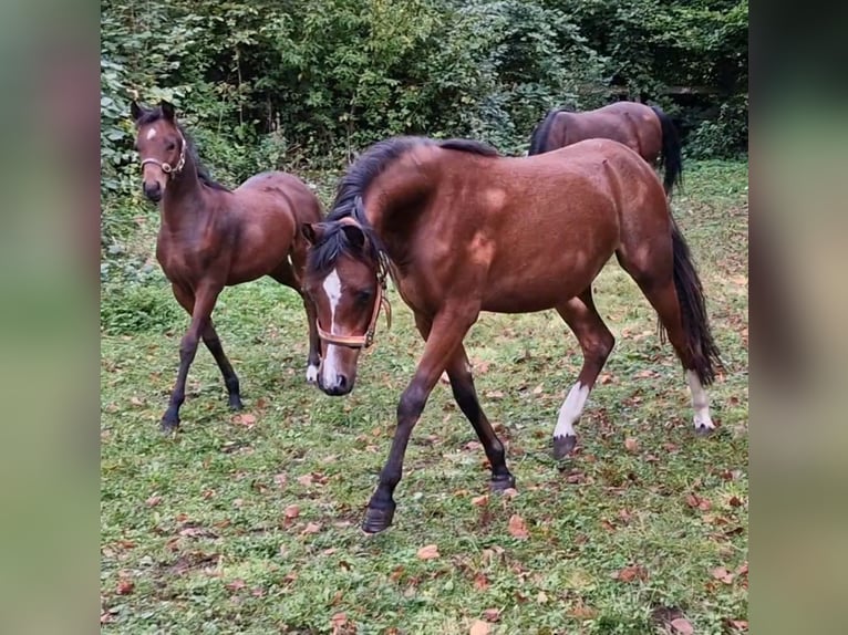 Galés B Yegua 1 año 136 cm Castaño oscuro in Rotenburg an der Fulda