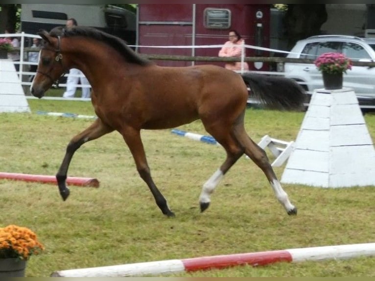 Galés B Yegua 1 año 136 cm Castaño oscuro in Rotenburg an der Fulda