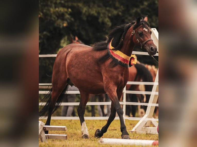 Galés B Yegua 1 año 136 cm Castaño oscuro in Rotenburg an der Fulda