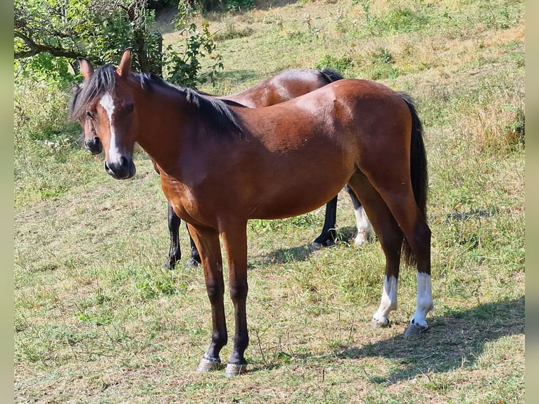 Galés B Yegua 1 año 136 cm Castaño oscuro in Rotenburg an der Fulda