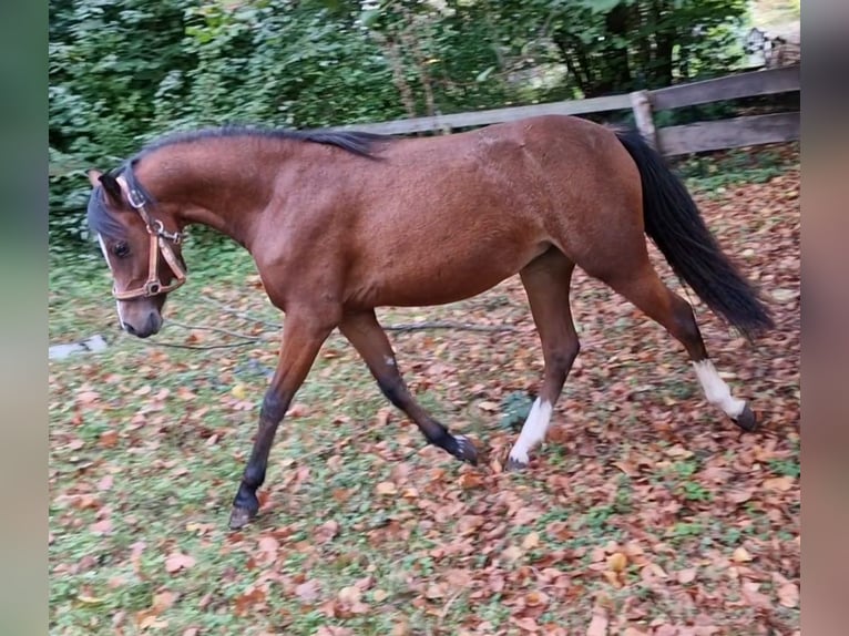 Galés B Yegua 1 año 136 cm Castaño oscuro in Rotenburg an der Fulda