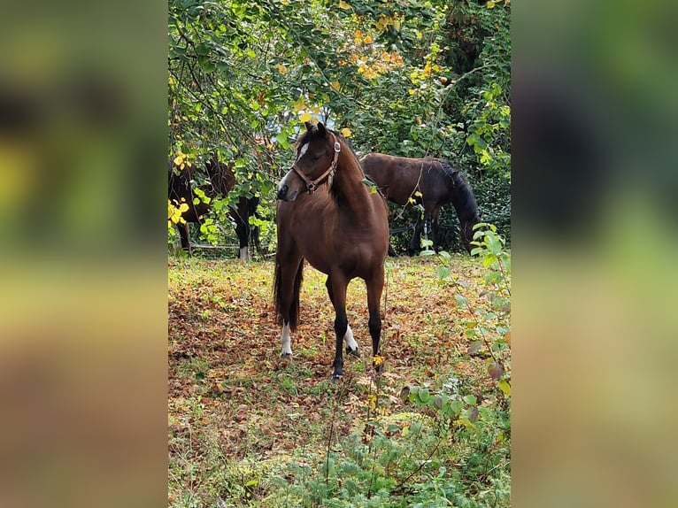 Galés B Yegua 1 año 136 cm Castaño oscuro in Rotenburg an der Fulda