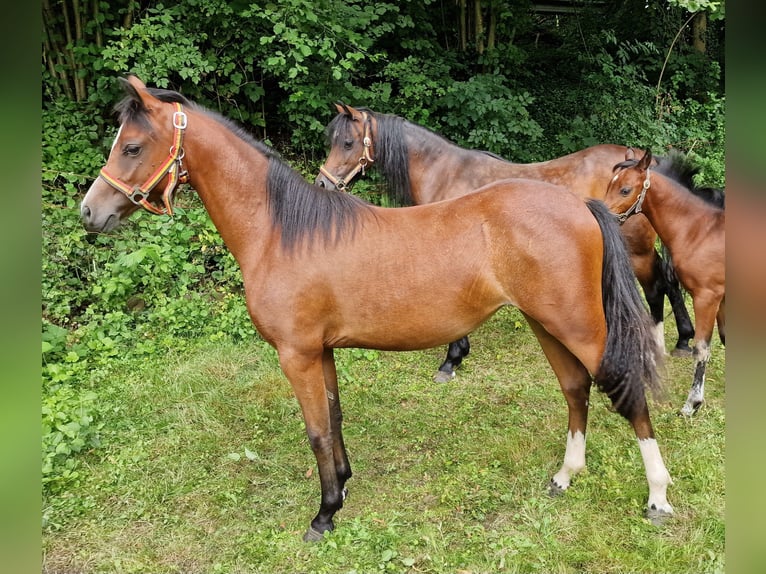 Galés B Yegua 1 año 136 cm Castaño oscuro in Rotenburg an der Fulda