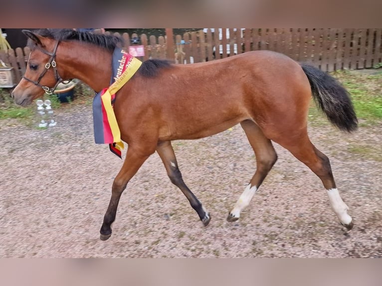 Galés B Yegua 1 año 136 cm Castaño oscuro in Rotenburg an der Fulda