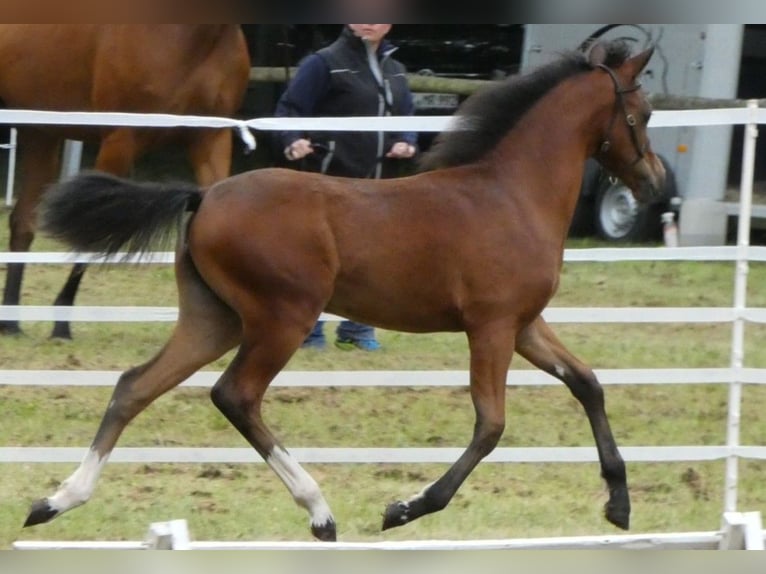 Galés B Yegua 1 año 136 cm Castaño oscuro in Rotenburg an der Fulda