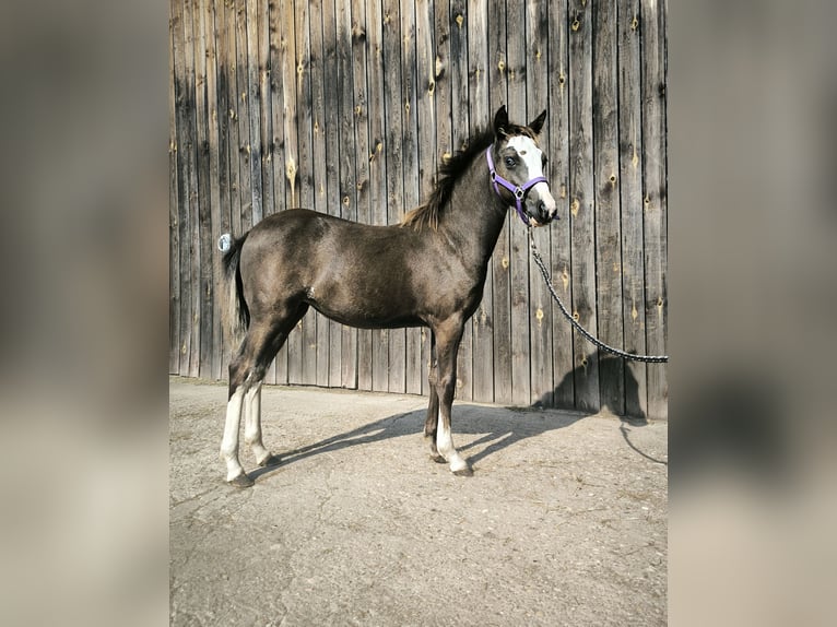 Galés B Yegua 1 año Buckskin/Bayo in Zawada