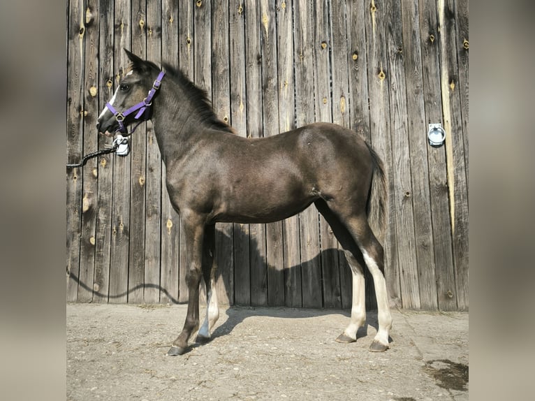 Galés B Yegua 1 año Buckskin/Bayo in Zawada