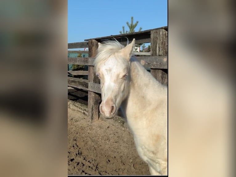 Galés B Yegua 1 año Cremello in Zawada