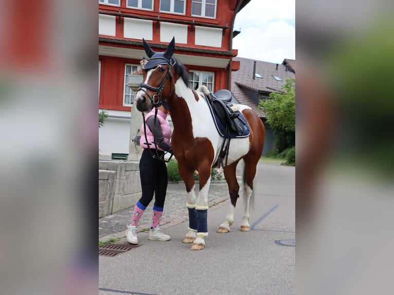 Galés B Yegua 20 años 123 cm Castaño in Thundorf