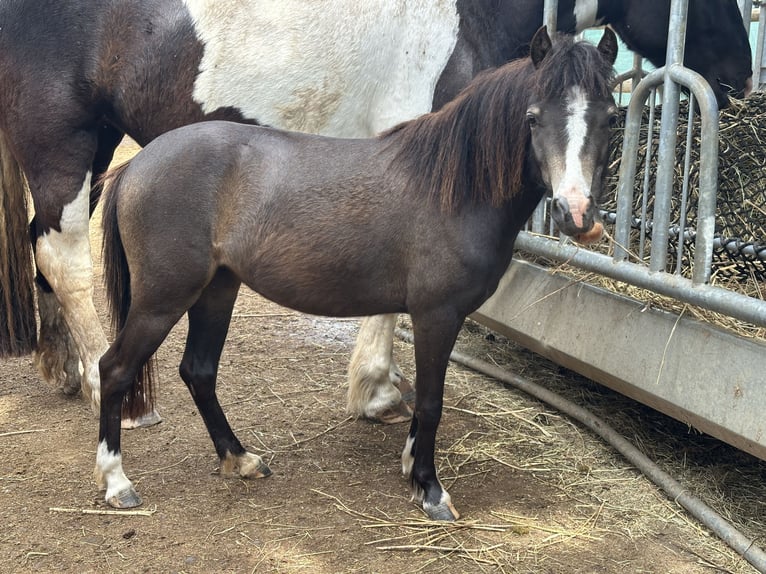 Galés B Mestizo Yegua 2 años 115 cm Buckskin/Bayo in Bad Wurzach