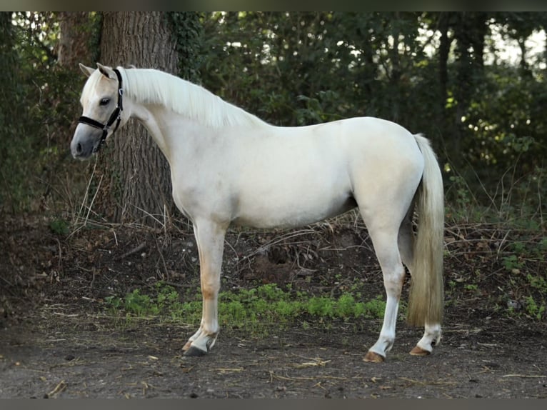 Galés B Yegua 2 años 132 cm Palomino in Aalten