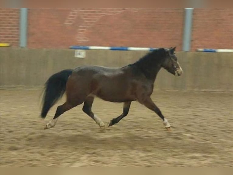 Galés B Yegua 3 años 123 cm Castaño oscuro in Deurne