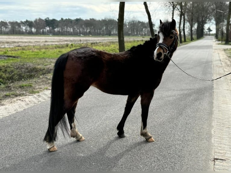 Galés B Yegua 3 años 123 cm Castaño oscuro in Deurne